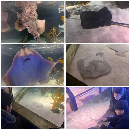 Jellyfish at the Aquarium